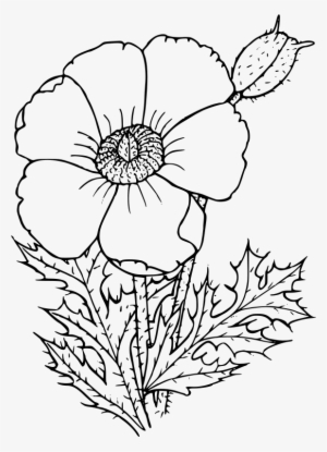 California Poppy Drawing Wildflower Common Poppy - Poppy Flower Drawing Transparent Background