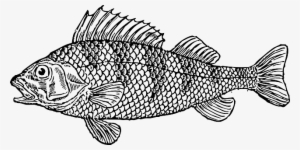 Svg Free Stock Water Cartoon Bass Fish Illustration - Fish Clipart Black And White