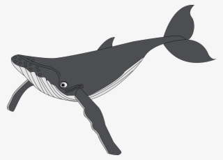 Whale - Humpback Whale Clipart