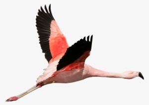 Flamingo Transparent Flying - Flamingo Transparent