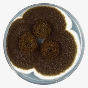 Aspergillus Heteromorphus Cya - Aspergillus