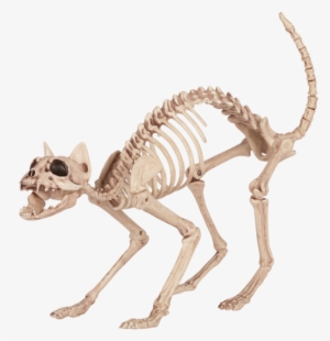 Halloween Cat Skeleton - Skeleton Cat Halloween Prop
