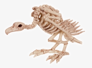 Crazy Bonez Skeleton Vulture 10" Spidersoftheweb - Skeleton Of A Vulture