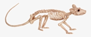 Rat Skeleton Figurine - Crazy Bonez Rat