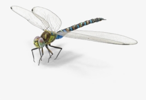 Dragonfly Png Background Image - Net-winged Insects