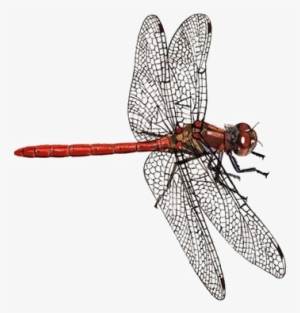 Dragonfly Png Download Image - Facebook Cover With Dragonflies