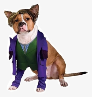 joker dog costume - joker costume for dog