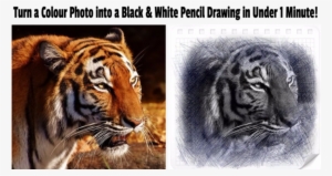Colour Photo To Black White Pencil Drawing - Tiger