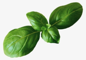 Basil Png