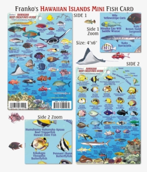 franko maps, hawaiian islands reef creatures mini id-card