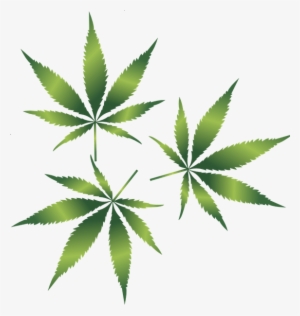 Weed Leaf Transparent Background - Healthy Education Society Dispensary