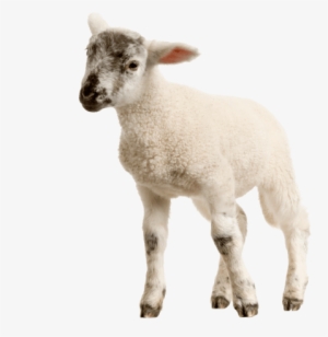 Free Png Baby Lamb Png Images Transparent - Lamb Sheep