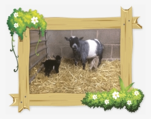 Pygmy Goats Are Very Sociable Creatures So It Is Very - Little Owl Farm Park, Worcestershire