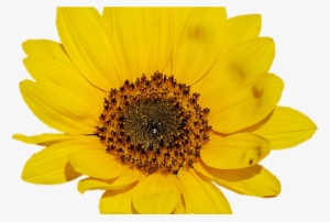 Sunflower Png Tumblr - Sunflower Transparent