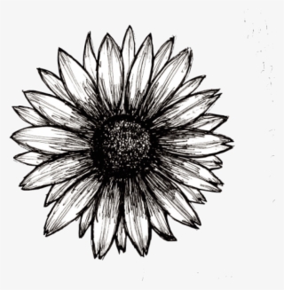 Sunflower Png Tumblr - Shape