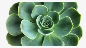 Transparent Plants Tumblr - Succulent Png