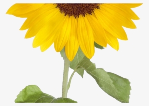 Sunflower Free Sunflower Clip Art Free Clipart Images - Sunflower Png Free