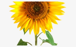 184 32 - Single Sunflower White Background