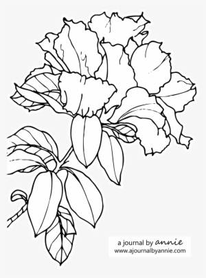 Graphic Transparent Stock Azalea Drawing Pencil - Chrysanths