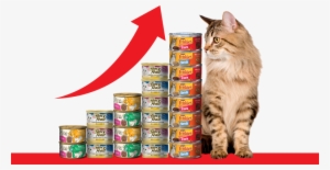 As Pet Food Market Experiences Double Digit Growth, - Cat