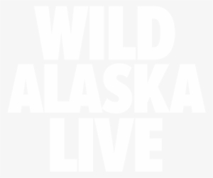 Wild Bald Eagle In Flight - Wild Alaska Live