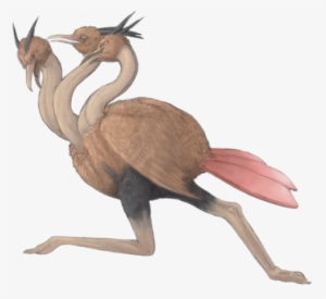 Doduo Do Have Wings, But They Are Too Small To Fly - Real Dodrio