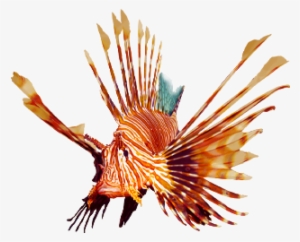Lionfish