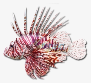 Common Lionfish