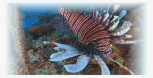 Lionfish