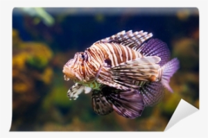 Lionfish