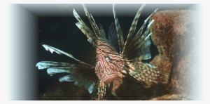 Prevnext - Lionfish