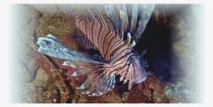 Prevnext - Lionfish
