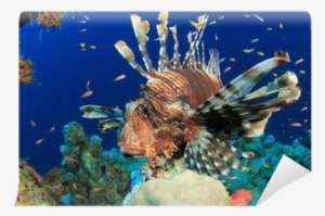 Lionfish On Coral Reef In The Red Sea Wall Mural • - Underwater