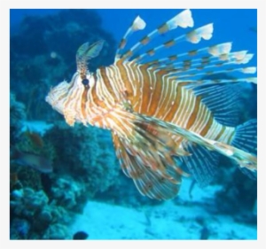 A Lion Fish Is A Poisonous Spiky Fish Found In Western - Halkidiki Diving