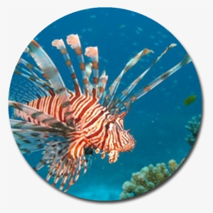 Lionfish - Red Lionfish