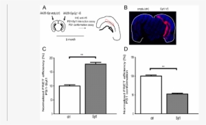 Syt1 Overexpression In Vivo Increases Ps1-syt1 Interactions - Common Fig