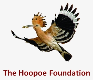 Hoopoe Bird