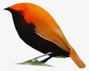 Crested Bird Of Paradise - Feather
