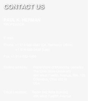 Contact Us Paul K - Build Icon Transparent White