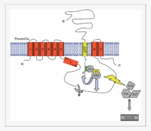 Schematic Of Mapk Activation By App/ps1 Grb2 Interaction - Illustration