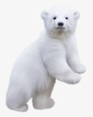 Share This Image - Polar Bear Baby Png