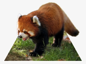 Red Panda Png - Red Panda
