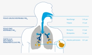 Partículas En Las Vías Respiratorias - Illustration