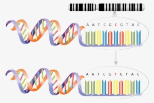 Single Nucleotide Polymorphism Substitution Mutation - Predictive And Presymptomatic Testing
