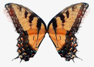 Butterfly Alas En Png - Iphone