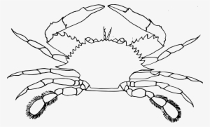 Big Image - Clip Art Of Crab