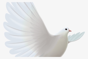 White Dove Transparent Png Clipart Cerebro Pinterest - Sorry To Hear About Your Loss Bro