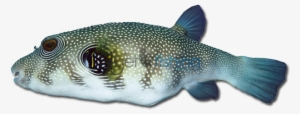 Stars And Stripes Puffer - Stars And Stripes Puffer Fish Png