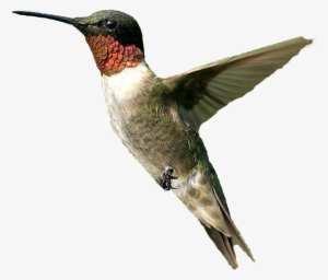 Hummingbird Hd Transparent Png File - Hummingbird Png