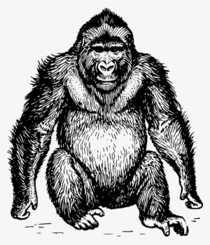 Ape, Wild, Sitting, Mammal, Hairy, Gorilla, Animal - Black And White Gorilla